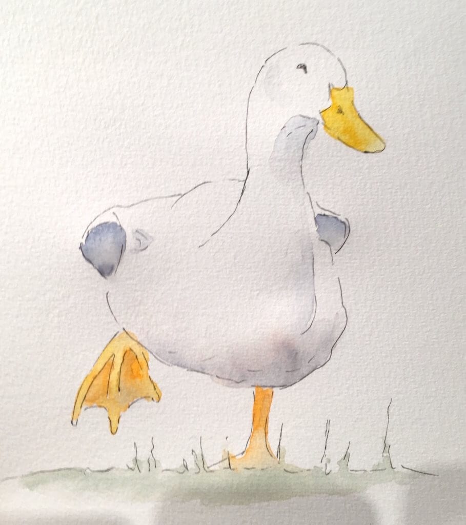 Du siehst ein Aquarell von Dodo Kresse, es stellt eine Ente dar, die ein Füßchen nach oben zieht.